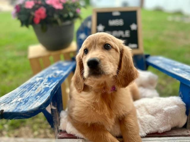 Golden Retriever Puppies media 8
