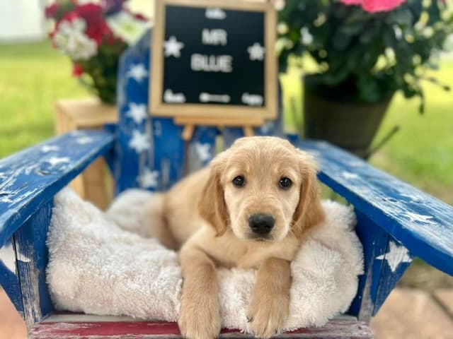 Golden Retriever Puppies media 2