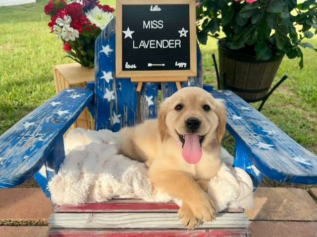 Golden Retriever Puppies media 3