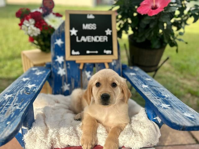 Golden Retriever Puppies media 4