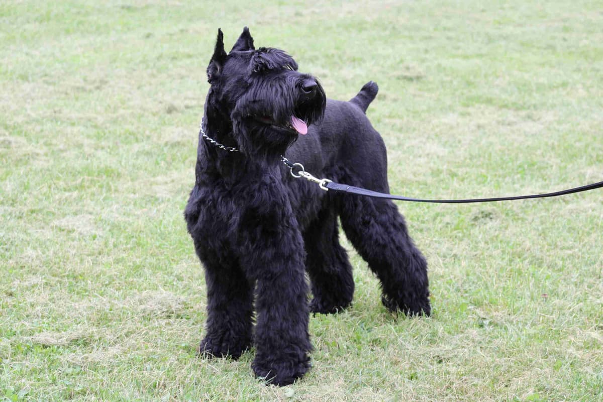 European Giant Schnauzer Puppies Taktisch Giants breeder image 1