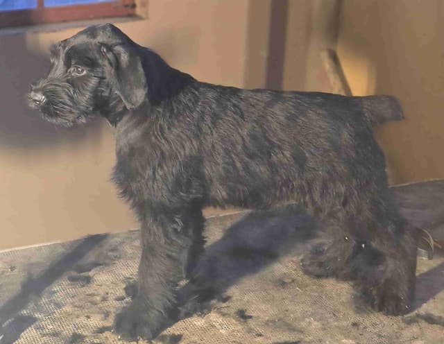 European Giant Schnauzer Puppies Taktisch Giants media 2