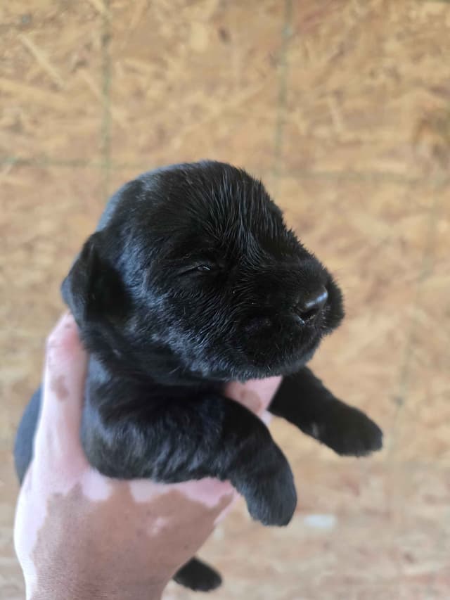 European Giant Schnauzer Puppies Taktisch Giants media 3