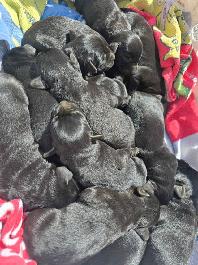European Giant Schnauzer Puppies Taktisch Giants media 4
