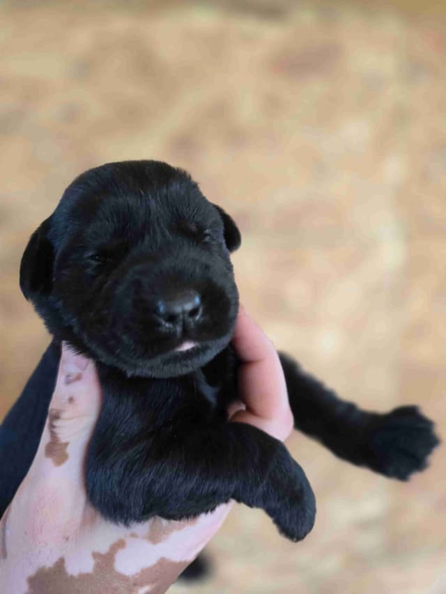 European Giant Schnauzer Puppies Taktisch Giants media 6