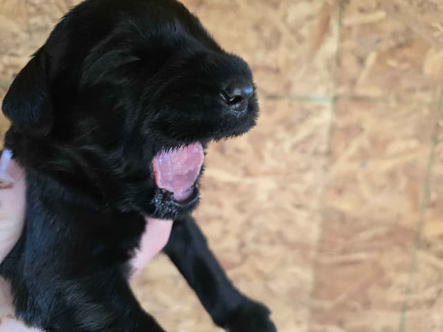 European Giant Schnauzer Puppies Taktisch Giants media 5