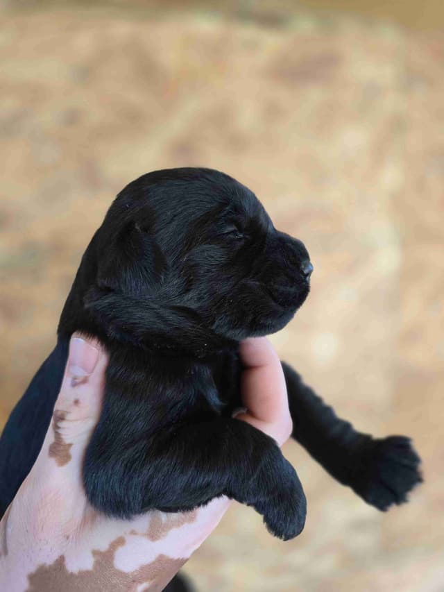 European Giant Schnauzer Puppies Taktisch Giants media 7