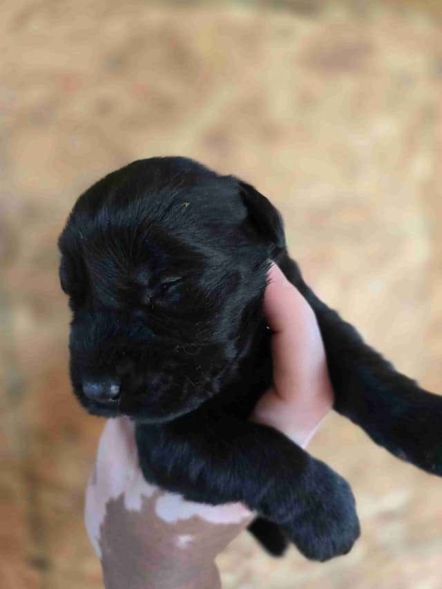 European Giant Schnauzer Puppies Taktisch Giants media 8