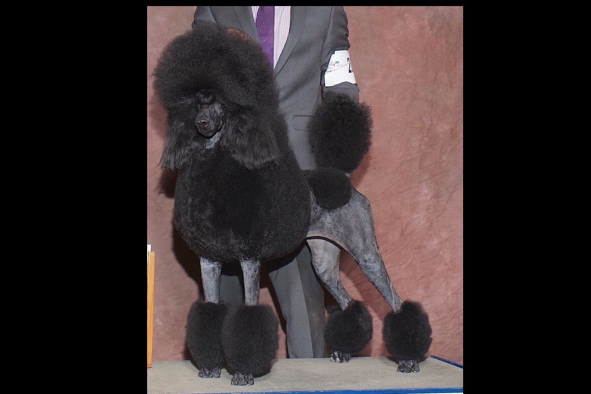 Bedlington Terrier Puppies breeder image 3