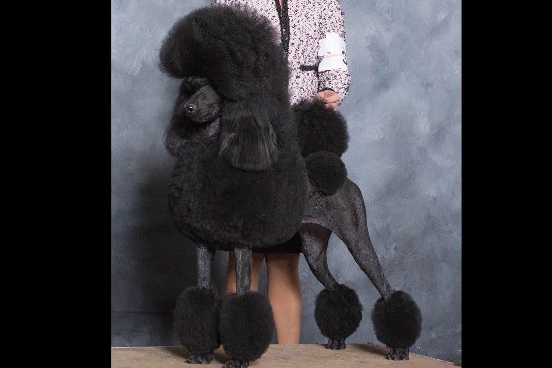 Bedlington Terrier Puppies breeder image 2