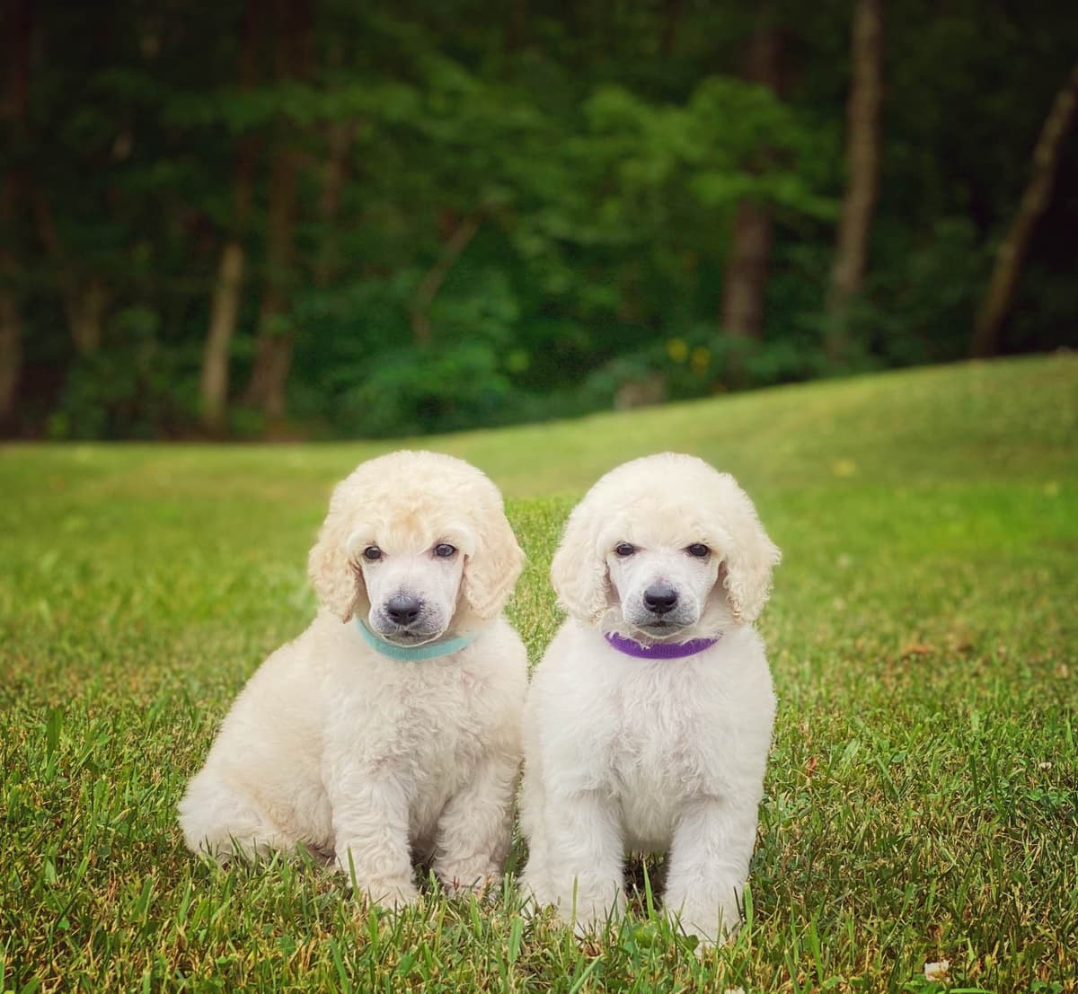Bedlington Terrier Puppies breeder image 4