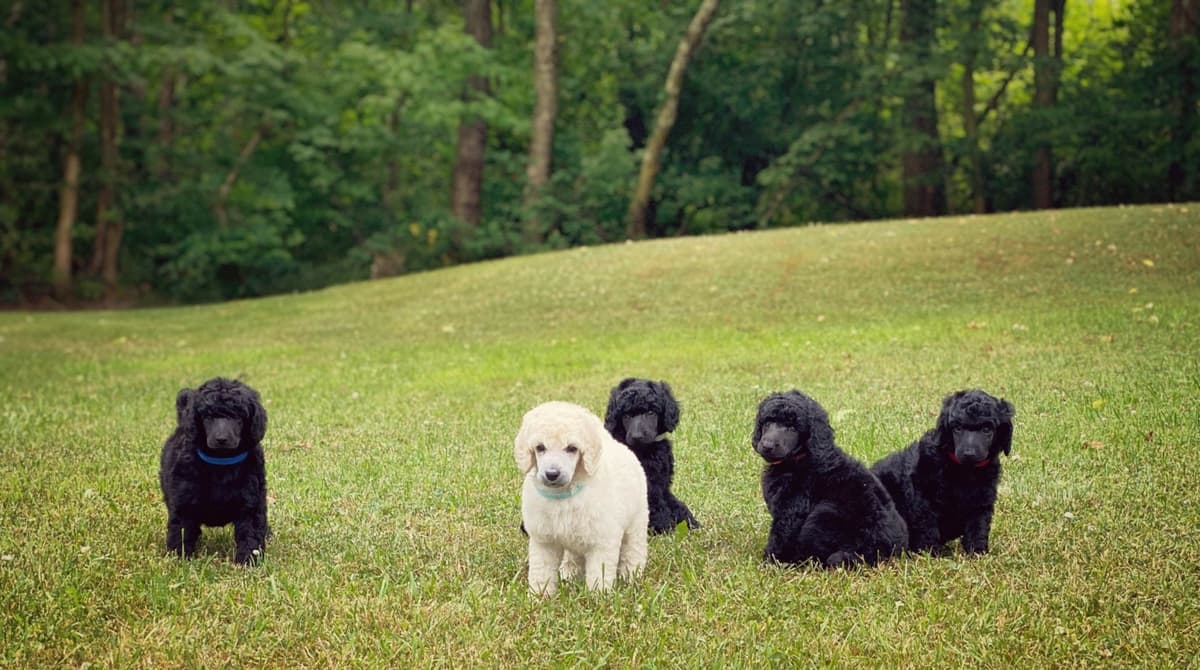 Bedlington Terrier Puppies breeder image 5