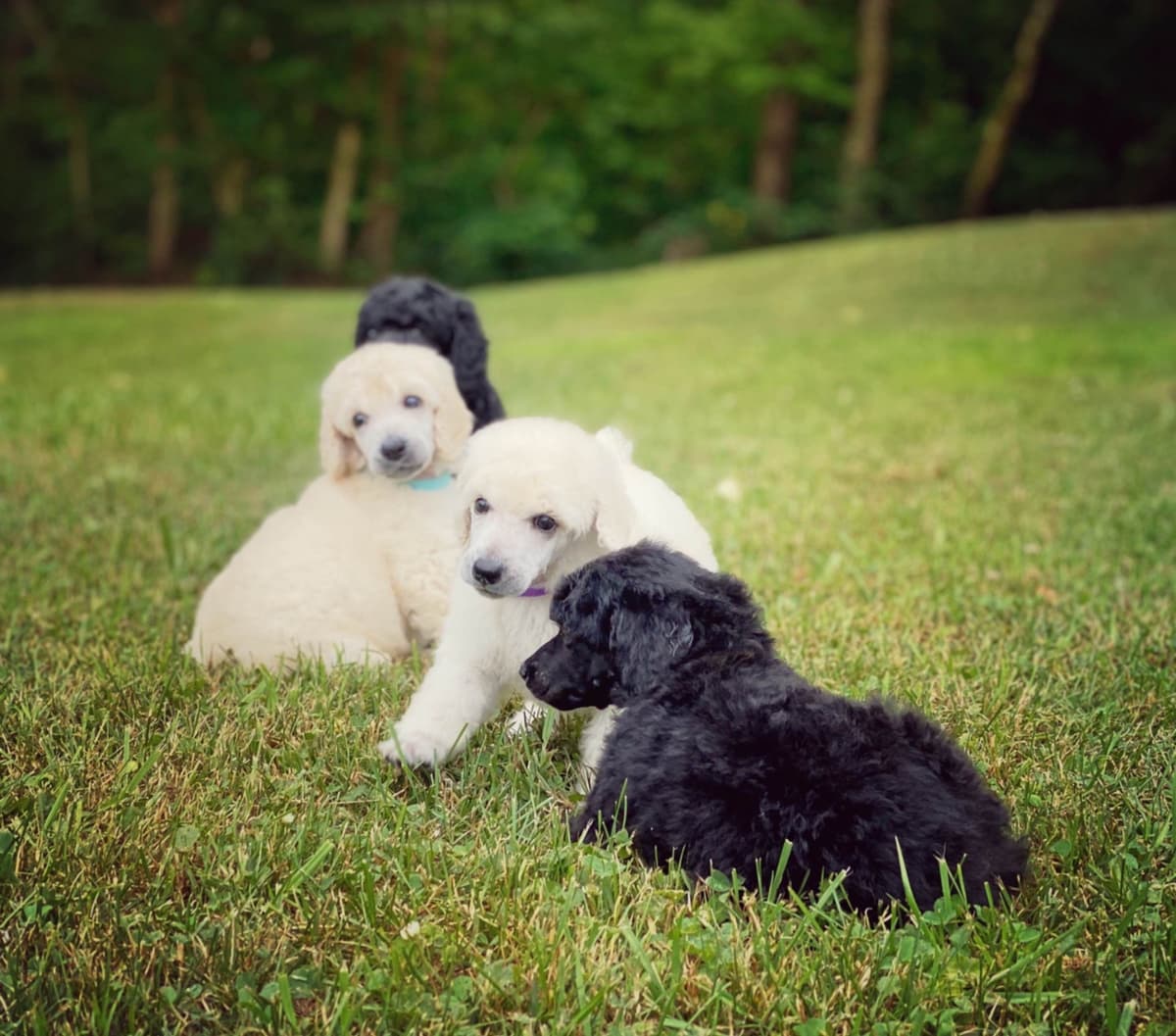 Bedlington Terrier Puppies breeder image 6