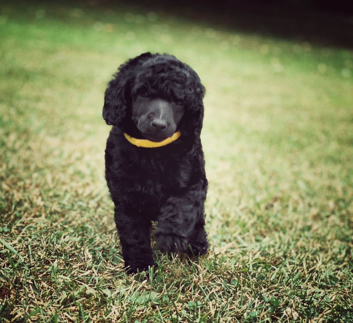 Bedlington Terrier Puppies breeder image 7