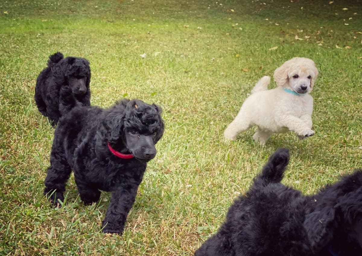Bedlington Terrier Puppies breeder image 8