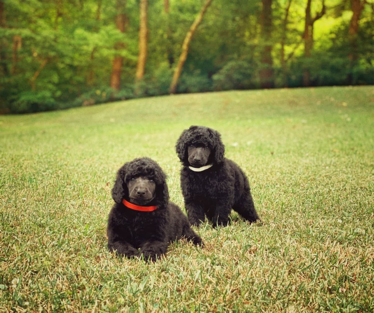 Bedlington Terrier Puppies breeder image 9