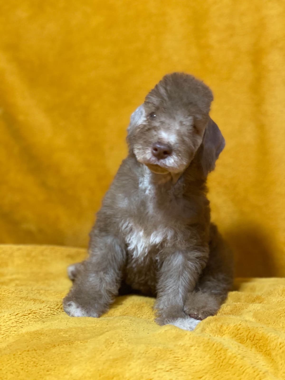 Bedlington Terrier Puppies breeder image 11
