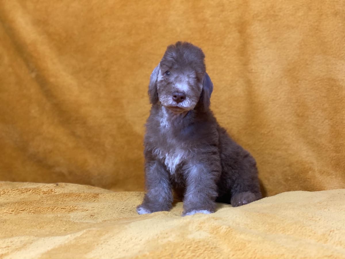 Bedlington Terrier Puppies breeder image 12