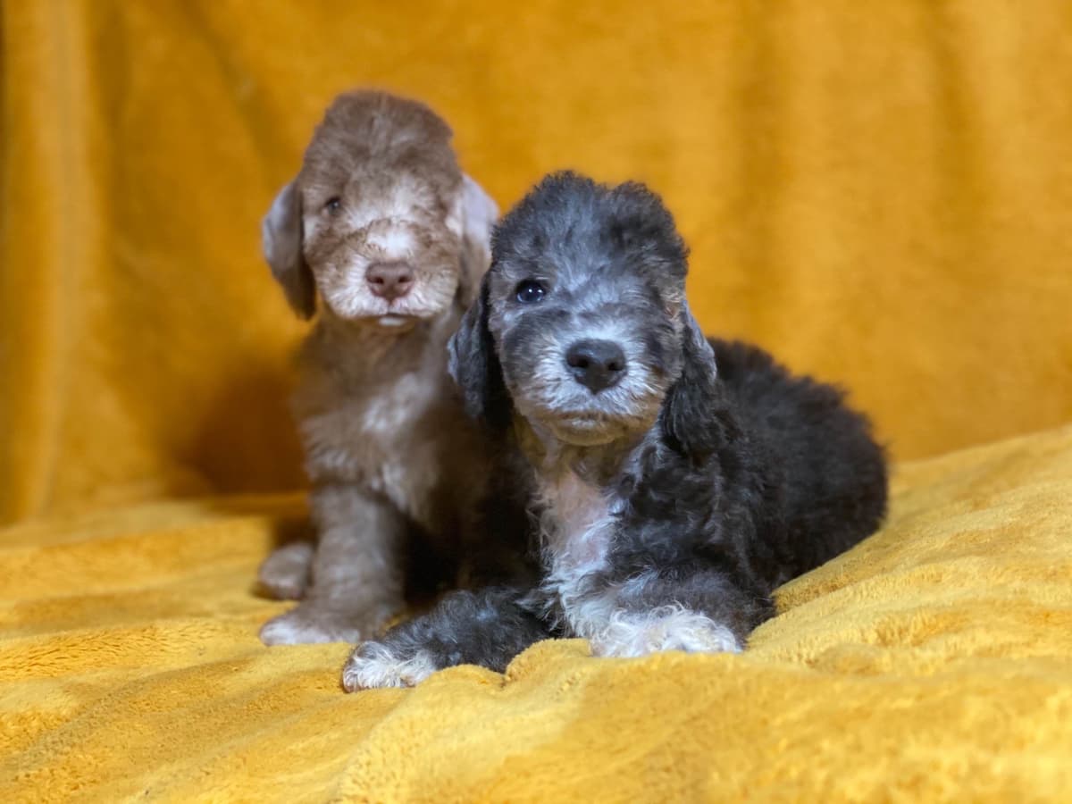 Bedlington Terrier Puppies breeder image 13