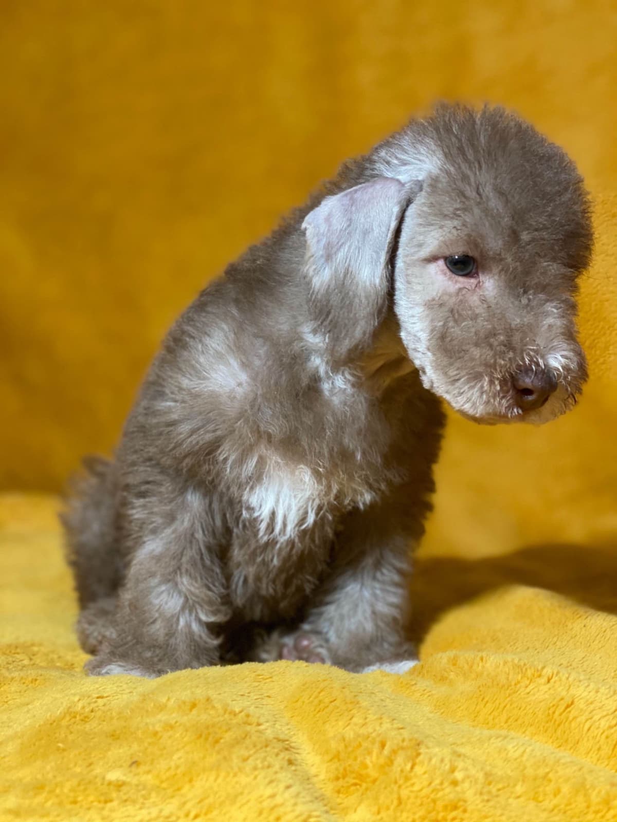 Bedlington Terrier Puppies breeder image 14