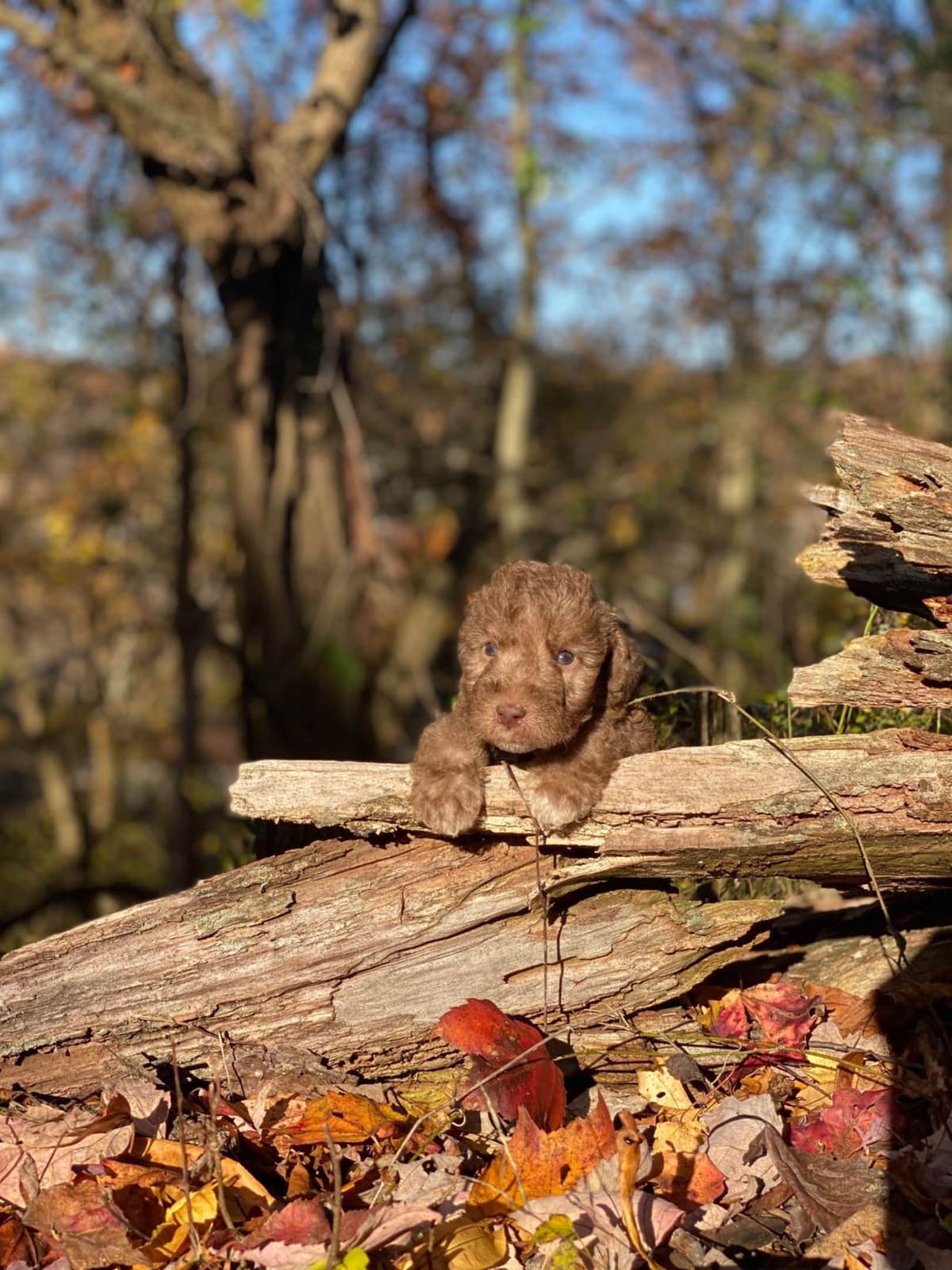 Bedlington Terrier Puppies breeder image 15