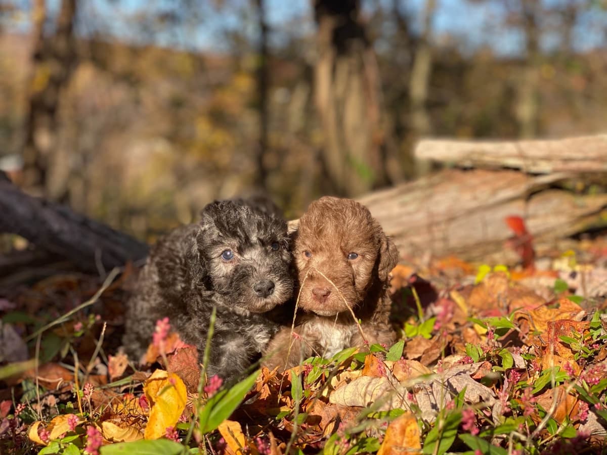 Bedlington Terrier Puppies breeder image 16