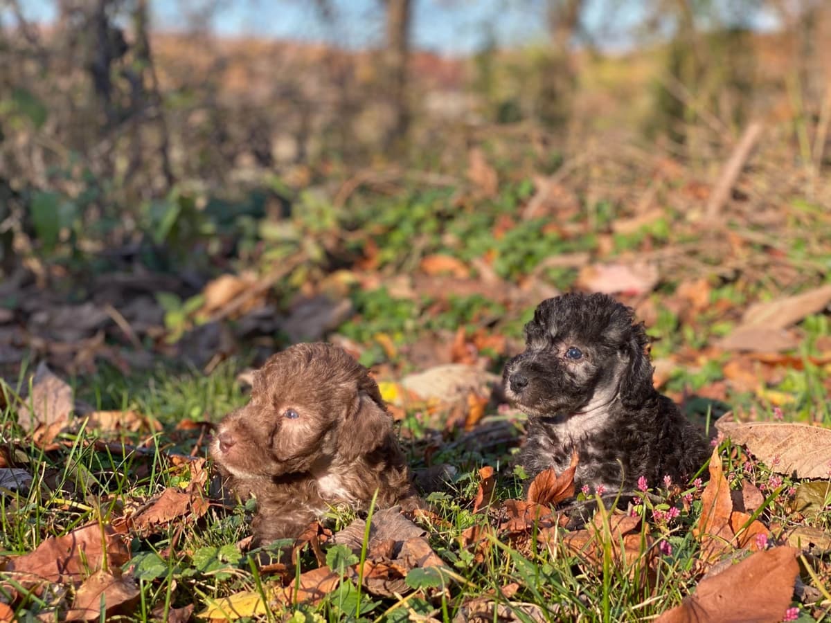 Bedlington Terrier Puppies breeder image 17