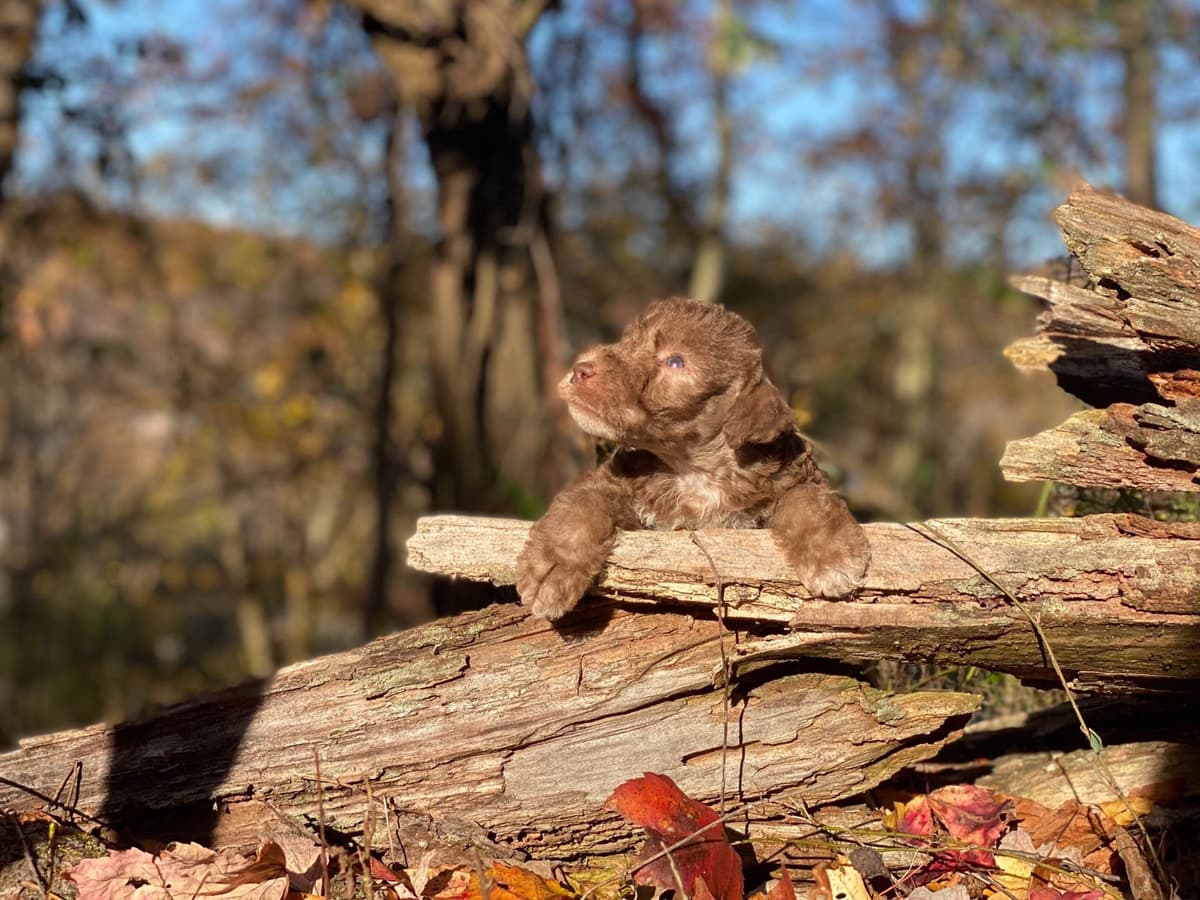 Bedlington Terrier Puppies breeder image 18