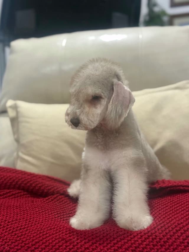 Bedlington Terrier Puppies media 5