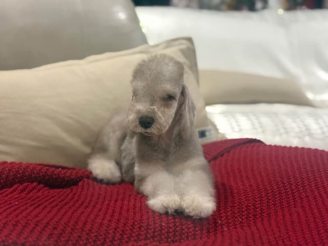 Bedlington Terrier Puppies media 6