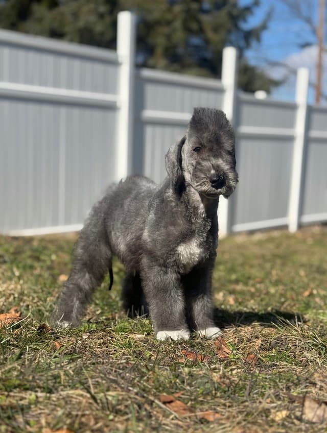 Bedlington Terrier Puppies media 2