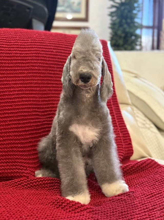 Bedlington Terrier Puppies media 4