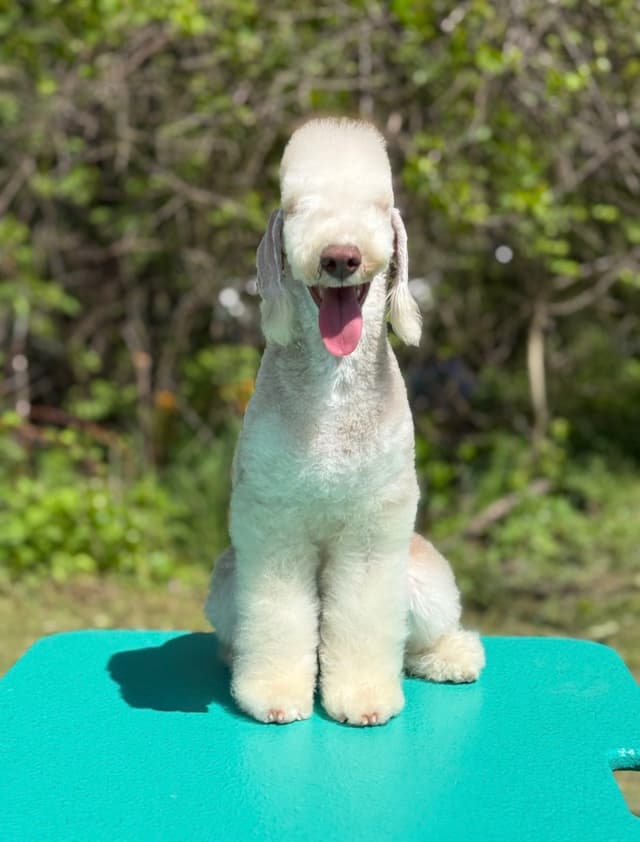 Bedlington Terrier Puppies media 8