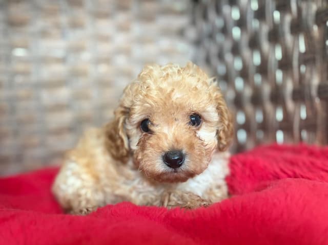 Poodle Puppies media 3