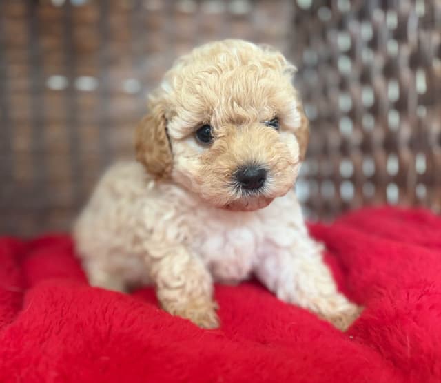 Poodle Puppies media 2