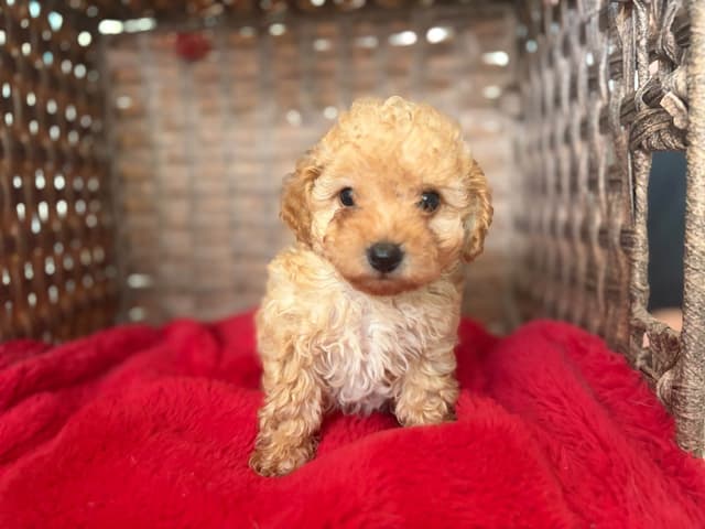 Poodle Puppies media 4