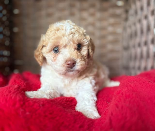 Poodle Puppies media 8