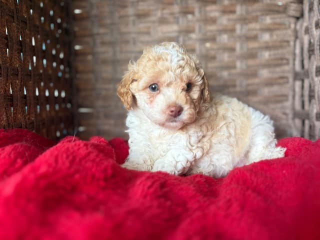 Poodle Puppies media 10