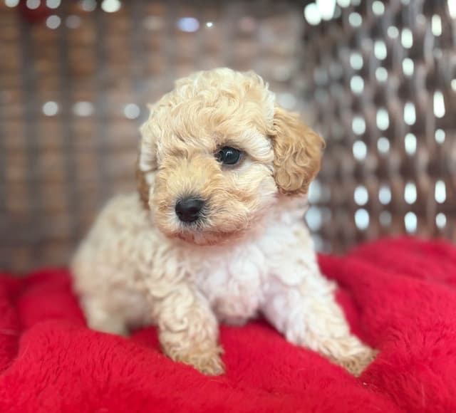 Poodle Puppies media 5
