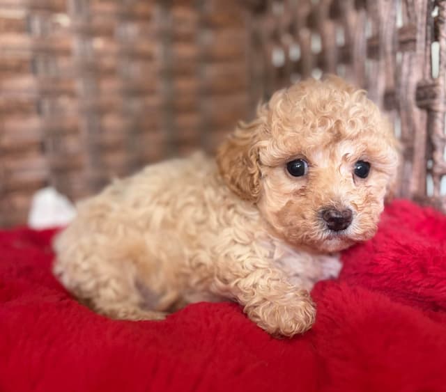 Poodle Puppies media 12