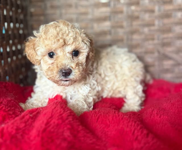 Poodle Puppies media 7