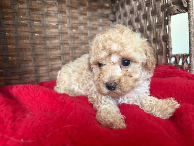 Poodle Puppies media 9