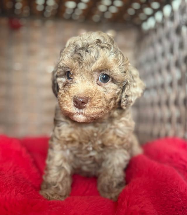 Poodle Puppies media 14