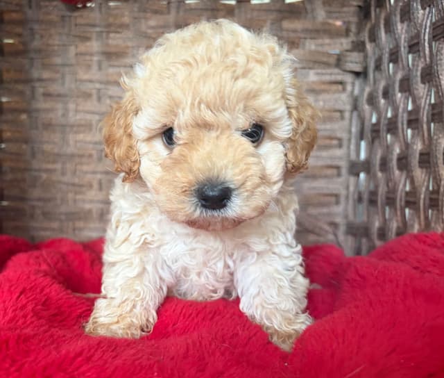 Poodle Puppies media 13
