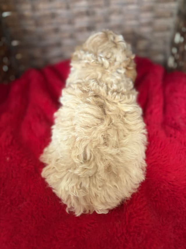 Poodle Puppies media 15