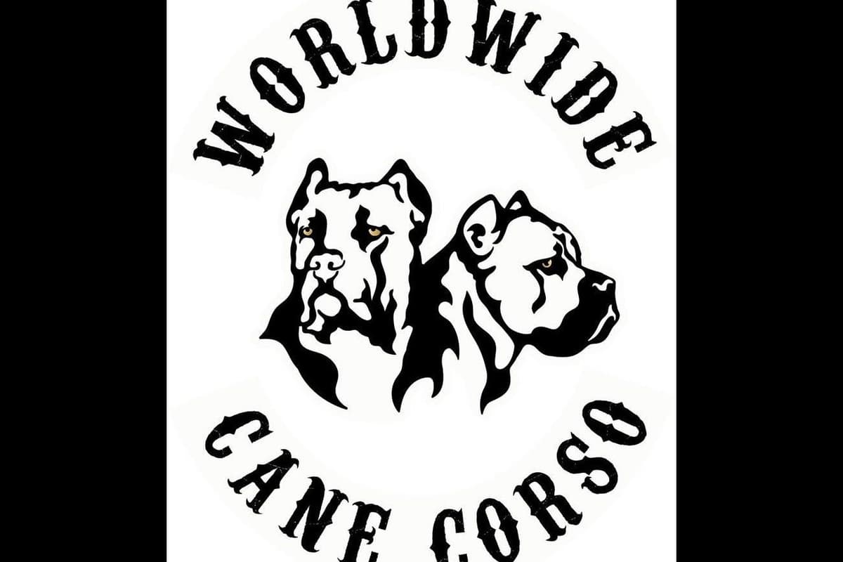 Cane Corso Puppies breeder image 1