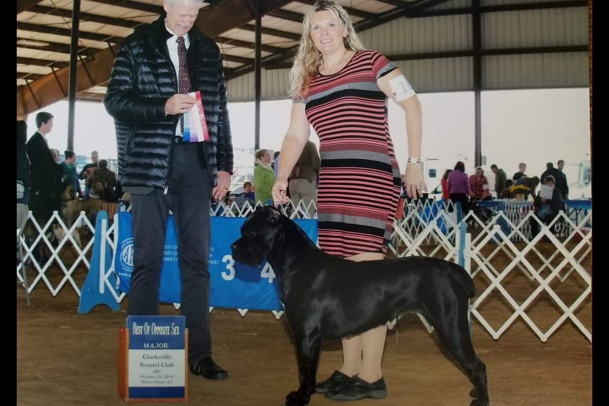 Cane Corso Puppies breeder image 6