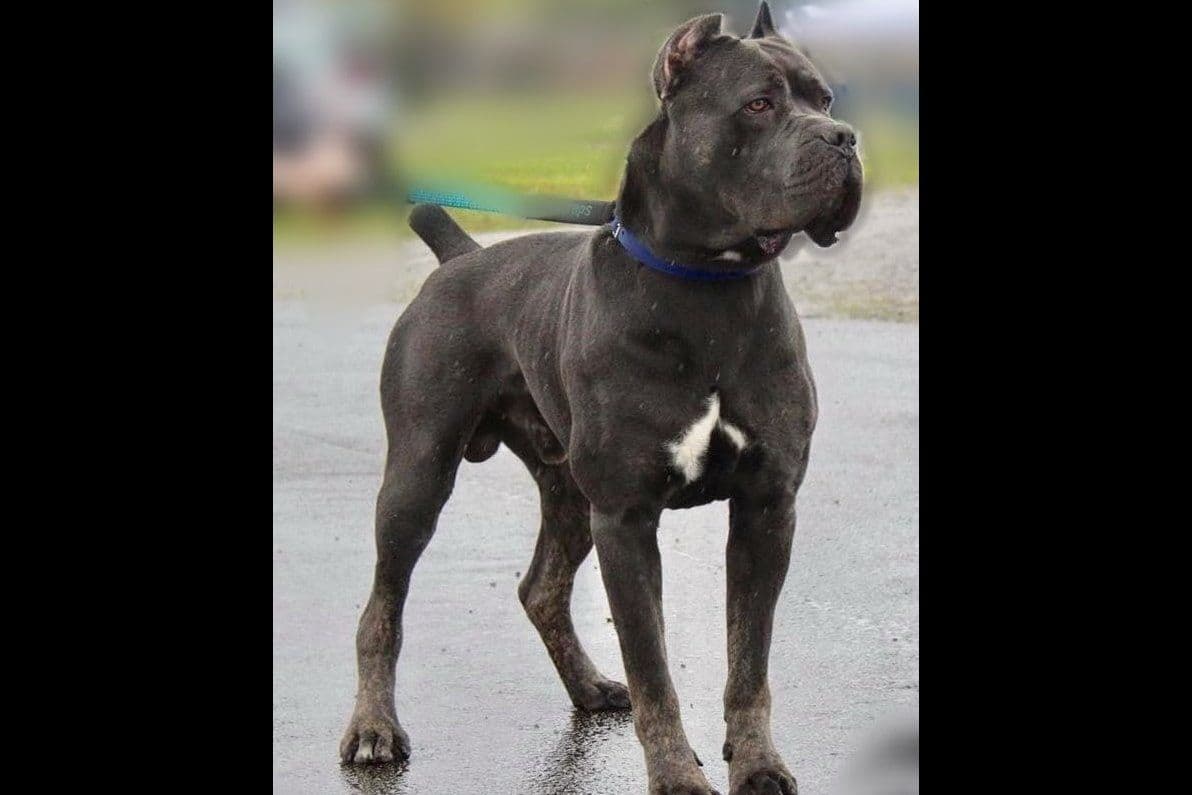 Cane Corso Puppies breeder image 8