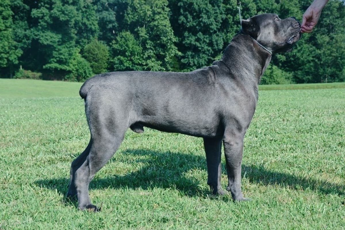 Cane Corso Puppies breeder image 9