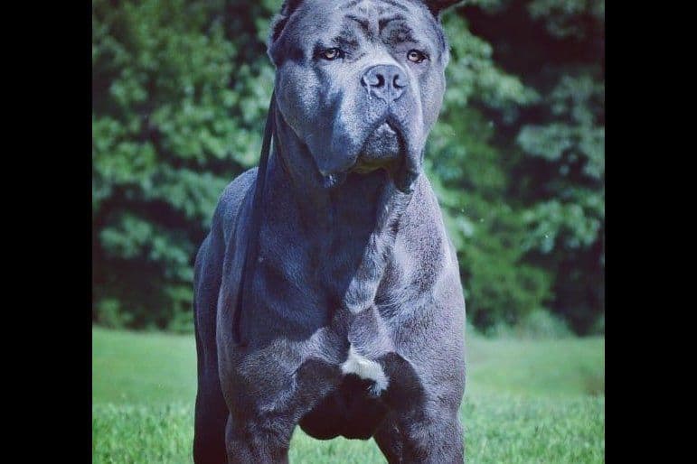 Cane Corso Puppies breeder image 4
